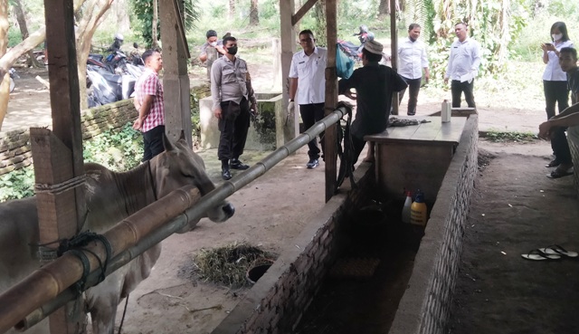 ternak sapi
