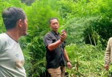 Deninteldam I/BB Temukan Ladang Ganja di Kawasan Hutan Sibuatan Karo